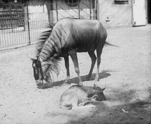 Streifen-Gnu mit eintägigem Kalb (Connochaetes) : Breslau (Wroclaw/Polen). Zoologischer Garten. Blaues Gnu mit eintägigem Kalb (Connochaetes)