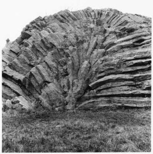 Basaltfächer Hirtstein (Deutschland)