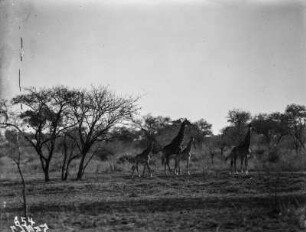 Giraffen : Giraffen in der Savanne im Nationalpark.