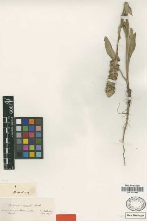 Verbascum campestre Boiss. & Heldr. [isotype]