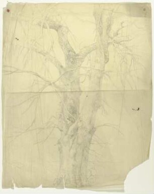 Kahler Baum