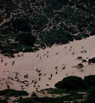 Ziegenherde, Bucht von Vai : Vai auf Kreta. Ziegenherde in der Bucht von Vai, Aufnahme 1974