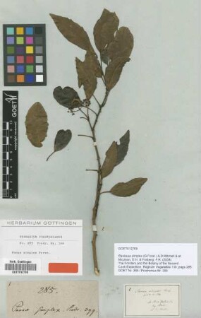 Panax simplex G.Forst. [type]