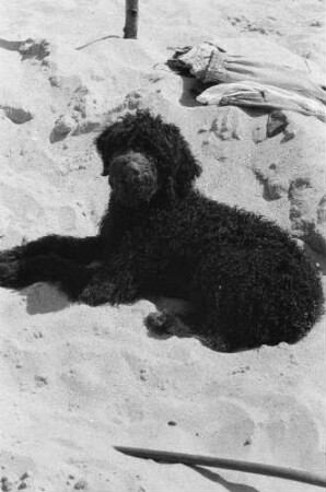 Ostseeküste. Hund am Strand