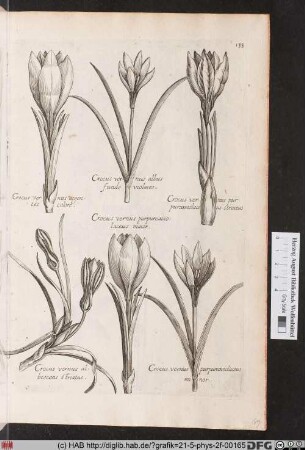 [Krokusse]