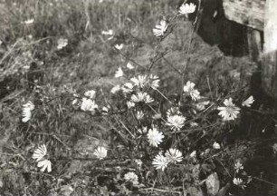 Gemeine oder Gewöhnliche Wegwarte (Cichorium intybus), auch Zichorie. Bestand im Naturschutzgebiet am Breitenberg bei Waldheim