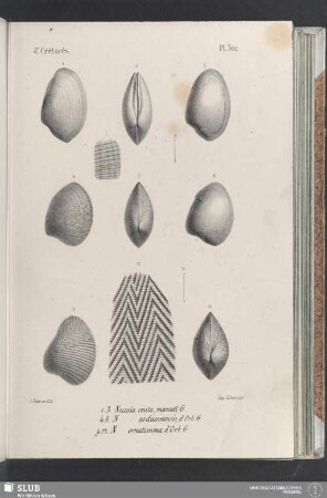 Pl. 302