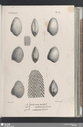Pl. 302