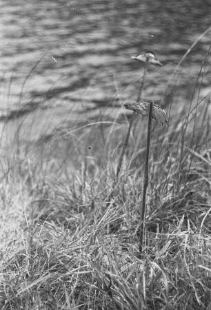 Kratersee westlich von Brastagi : Nahaufnahme von Vegetation an einem Gewässer