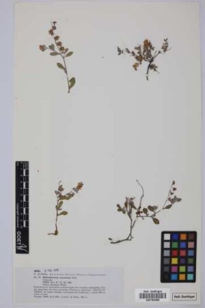 Helianthemum canariense (Jacq.) Pers.