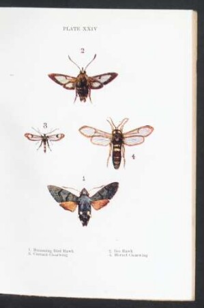 Plate XXIV