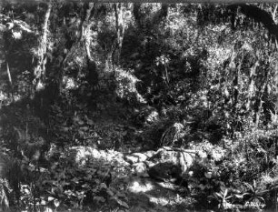 Vegetationsansicht : Ansicht einer Vegetation.