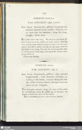 Spirifer bisulcatus. Tab. CCCCXCIV. - figs. 1 and 2