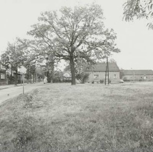 Eiche (Quercus; Naturdenkmal)