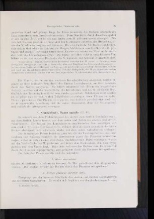 2. Nervus glutaeus superior.