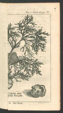 Tafel: Les Arbres toûjours verds. Le Cedre. le Cyprès et son fruit.