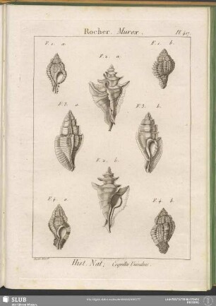 Pl. 417. Rocher. Murex