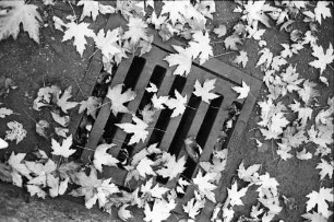 Herbstlaub.