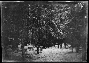 Komaika-Stellung (=Kamaja/Kamoja, Gewässer in Litauen): Zweispänner mit Personenschlitten im verschneiten Wald ("Stabsschlitten der 4. Kavallerie-Brigade")