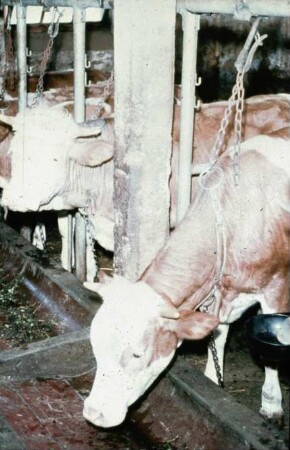 Fotografie: Stallsystem, Milchviehhaltung, Anbindevorrichtung