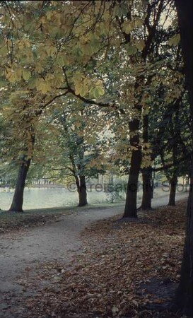 Kurpark: vorn Weg mit Laub und Bäumen: hinten links Salzteich
