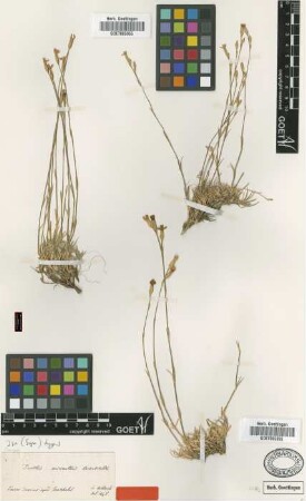 Dianthus micranthus Boiss. & Heldr. [syntype]