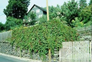 Garten, Natursteinmauer, Holzzaun, Begrünung
