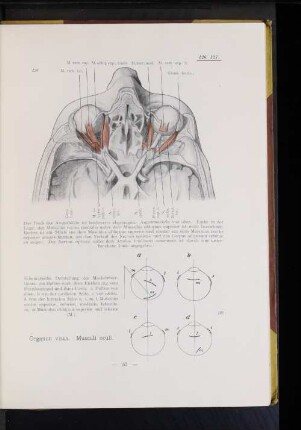 Organon visus. Musculi oculi.