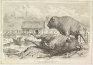 Bisons im Hamburger Tiergarten - aus einer unbekannten Zeitschrift