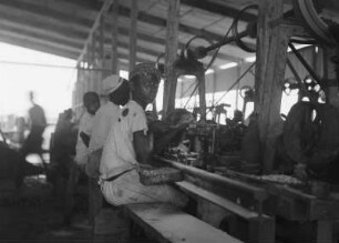 Muschelverarbeitung : Arbeiter verarbeiten Muscheln