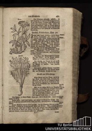 Cap. 311. Fenchel, Foeniculum.