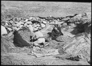 Kartoffellese der Aymara in Condorhahuira