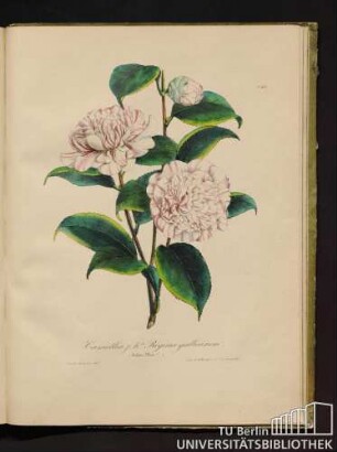 No. 42. Camellia j. h. da Regina gallicarum