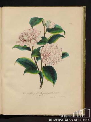 No. 42. Camellia j. h. da Regina gallicarum