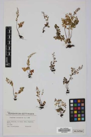 Anogramma leptophylla (L.) Link