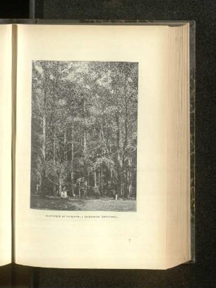 Plantations De Palaquin.