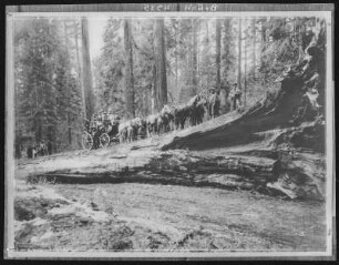 Kalifornien. Fallen Monarch, Mariposa Grove