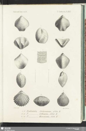 Pl. 507