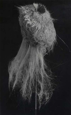 Pheronema carpenteri, Schwamm, Irland