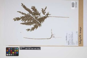 Selaginella anceps (C.Presl) C.Presl