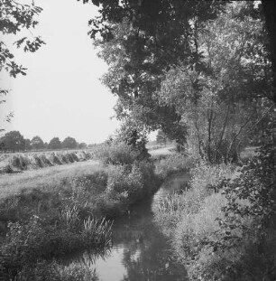 Flusslandschaft : Flusslandschaft mit Auwald