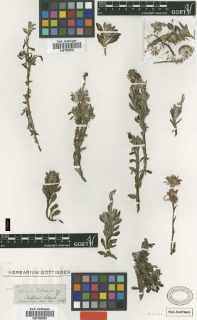 Senecio falklandicus Hook.f. [type]