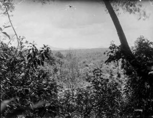 Vegetationslandschaft : Blick über die Vegetation einer Landschaft. Teilansicht eines Gebirges im Hintergrund.