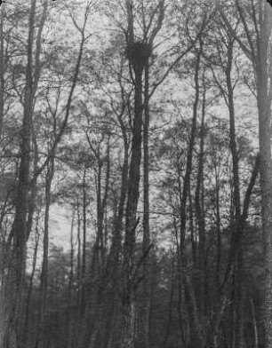 Horst eines Mäusebussard : Horst eines Mäusebussards (Buteo buteo Linnaeus) in den Bäumen.