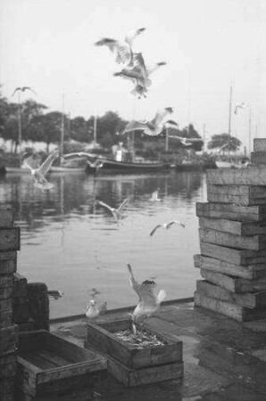 Heiligenhafen: Möwen über den Fischkästen