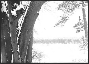 Potsdam, Pfaueninsel, Park.