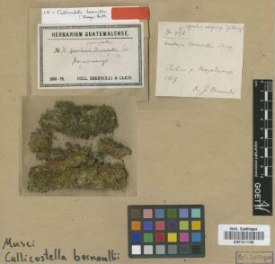 Hookeria bernoullii Hampe [type]