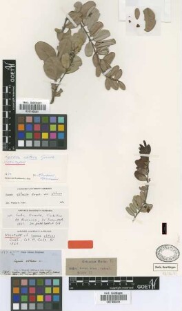 Lyonia obtusa Griseb. var. Griseb. obtusa[holotype]