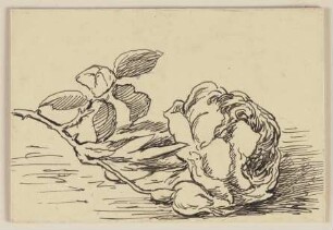 Zeichnung zur Fibel: Rose