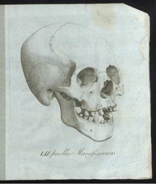 LIX. puellae Macassarensis